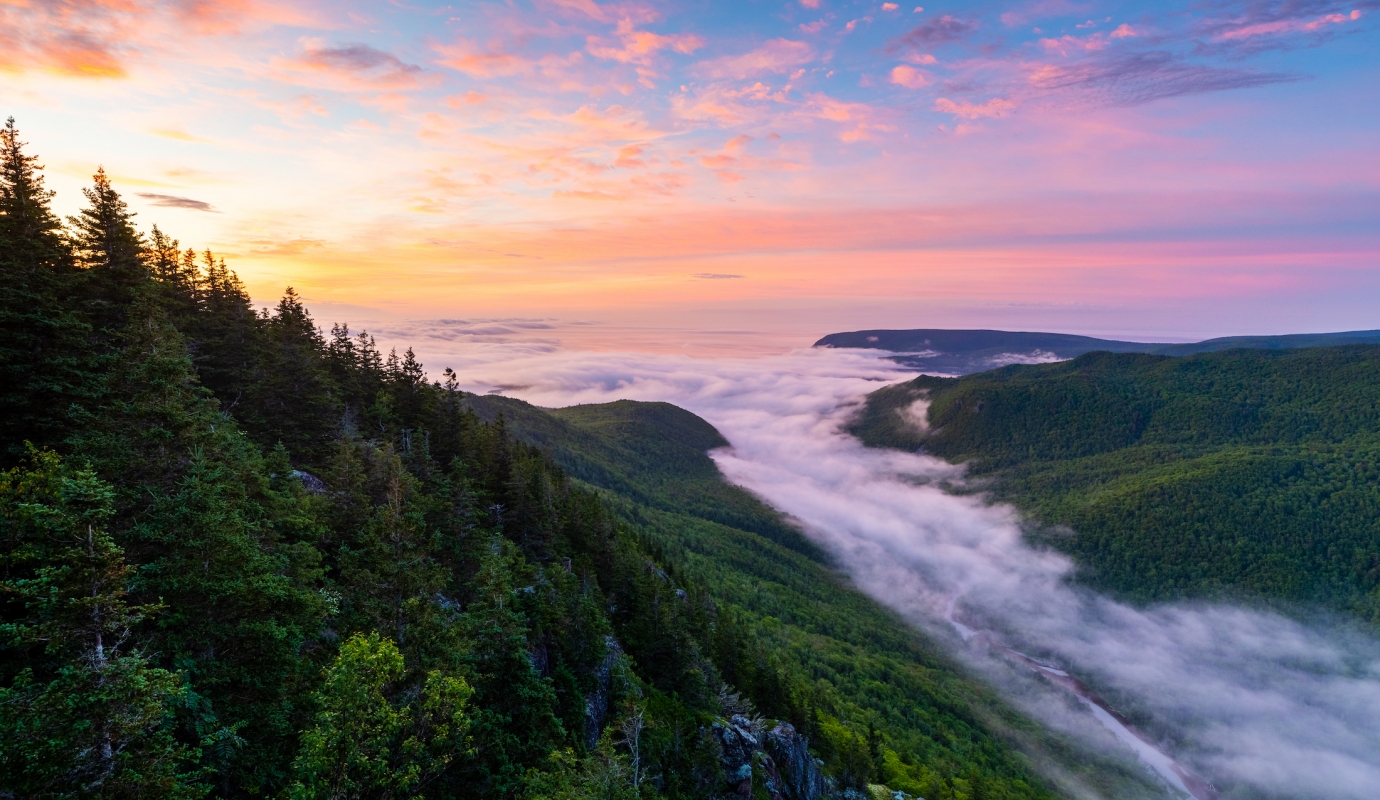 low fog rolls into wooded valley from the ocean