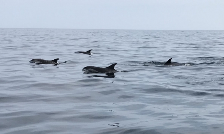 Dixon's Zodiac Seafari